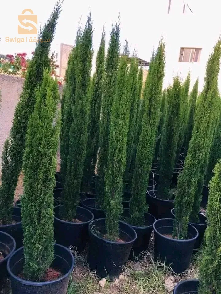 مرحبا  👋 بكم