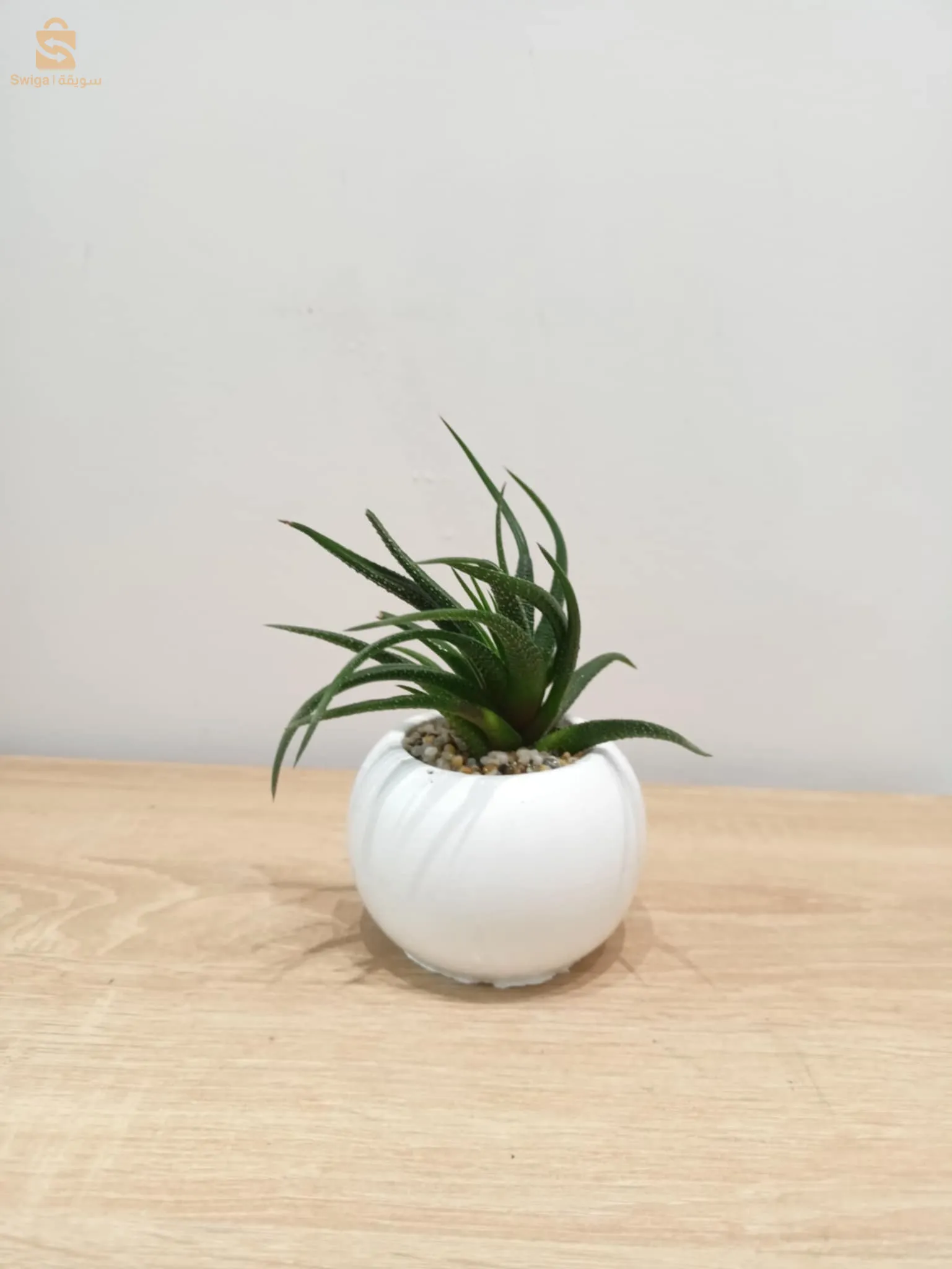 Plante naturale décoration 🌿