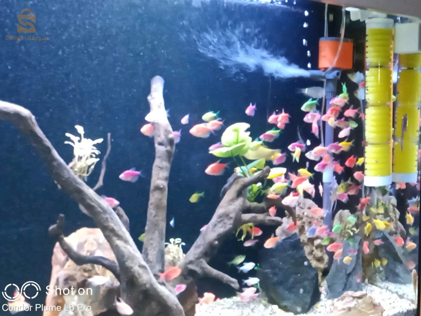 Service d'entretien et de nettoyage de vos précieux Aquarium et Poissons