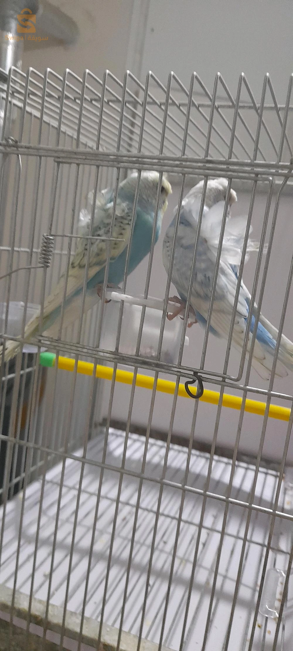 2كوبل هوقو. سطيف