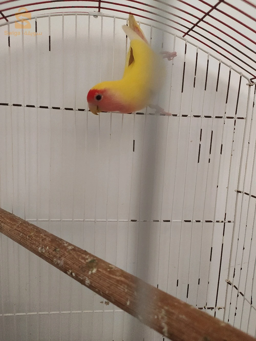 salam alikome rose inséparables les yeux roge