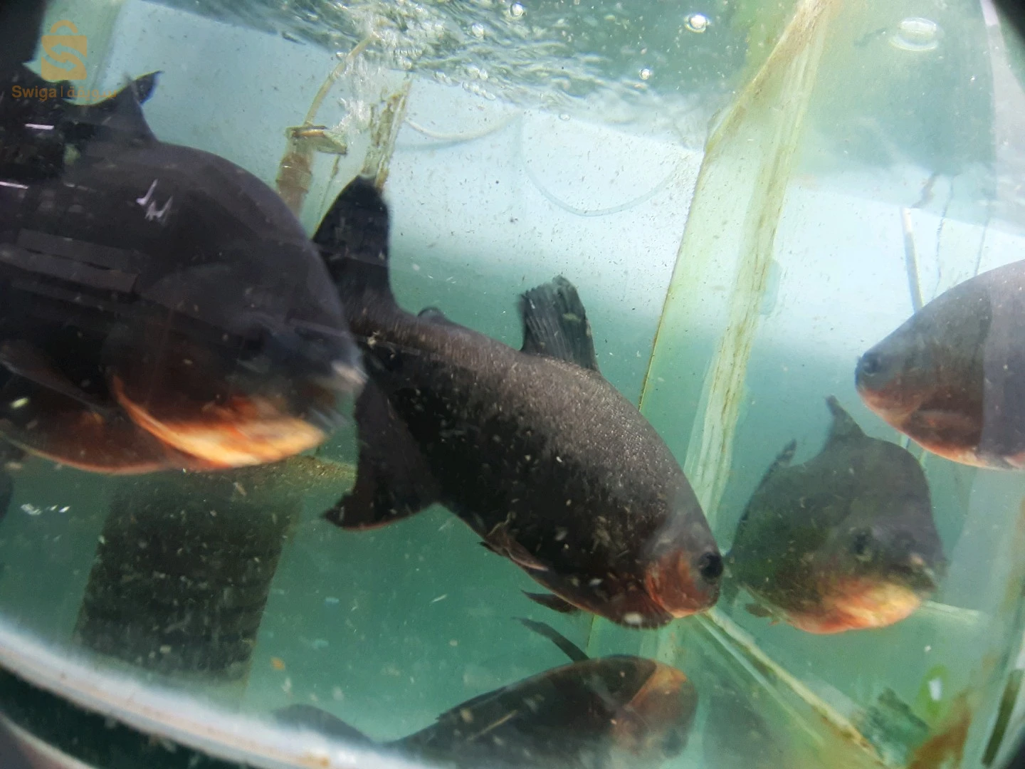 Service d'entretien et de nettoyage de vos précieux Aquarium et Poissons