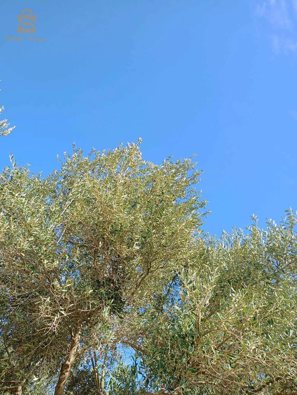 باتنة