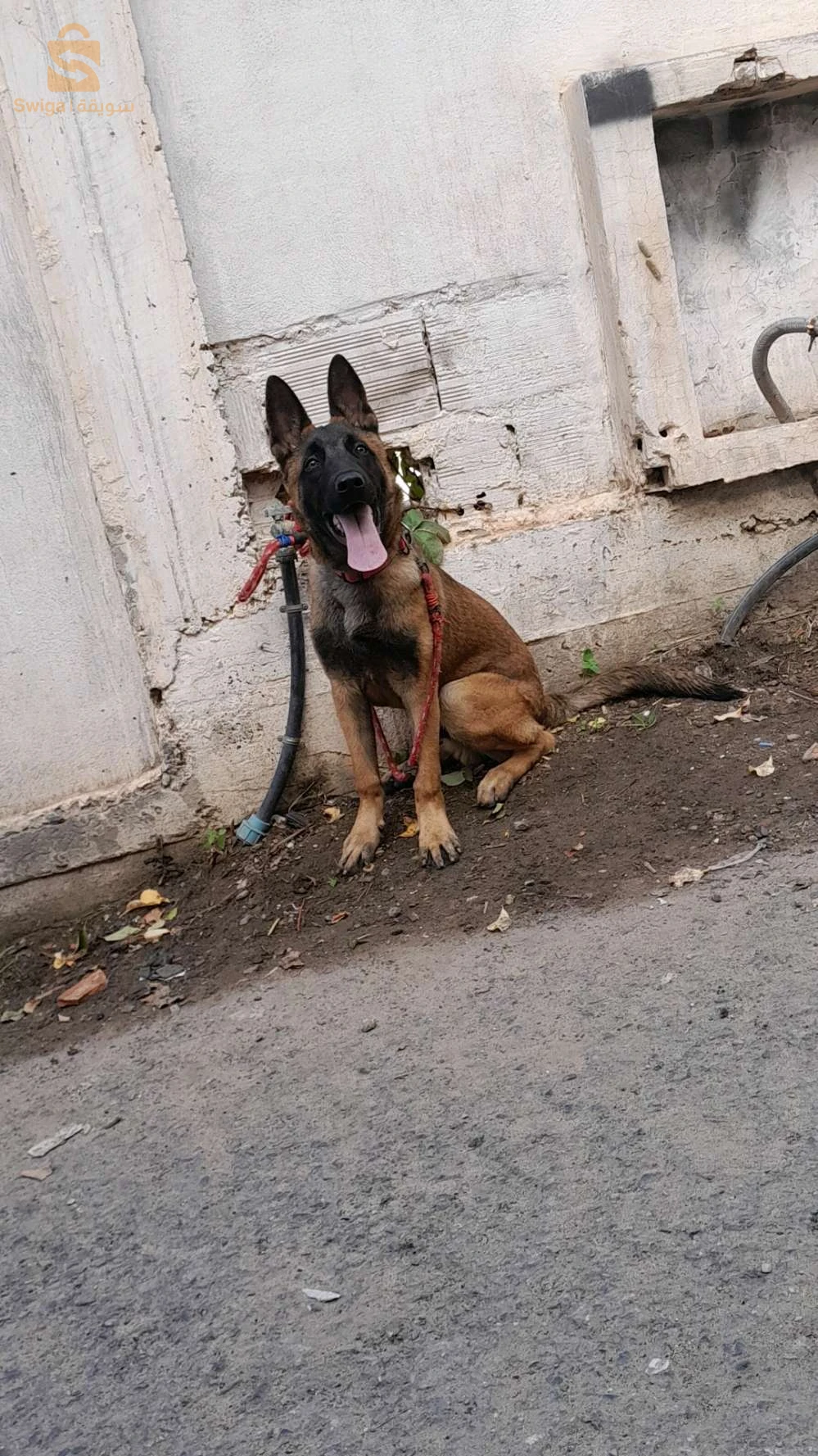malinois rass pure