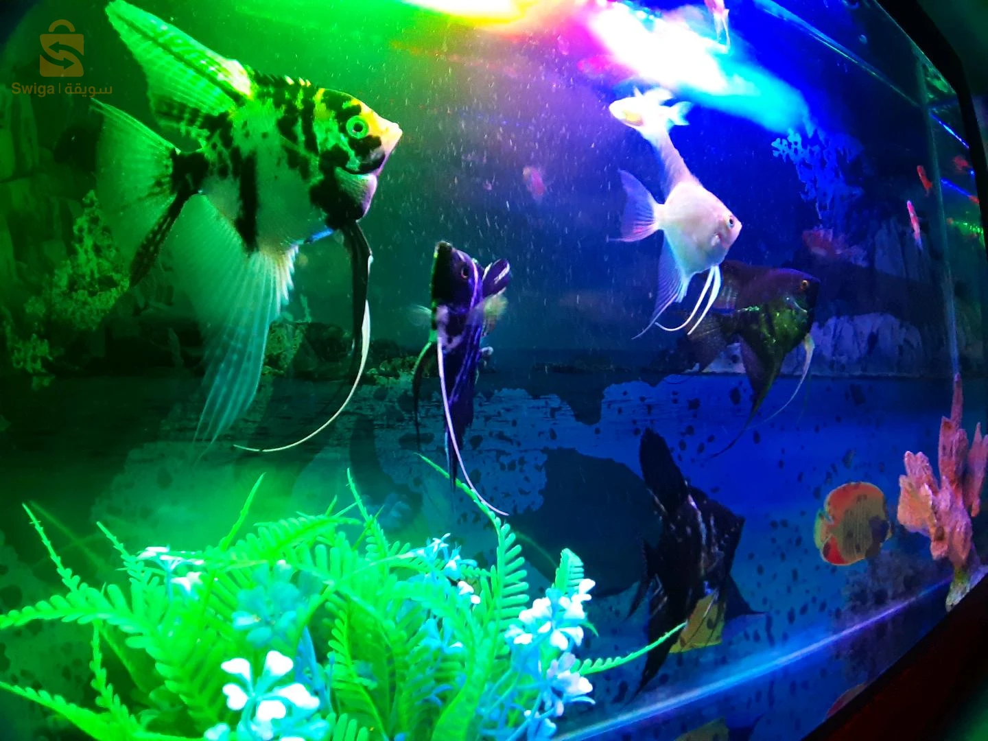 entretien général de vos Aquarium, Poissons, équipements et accessoires