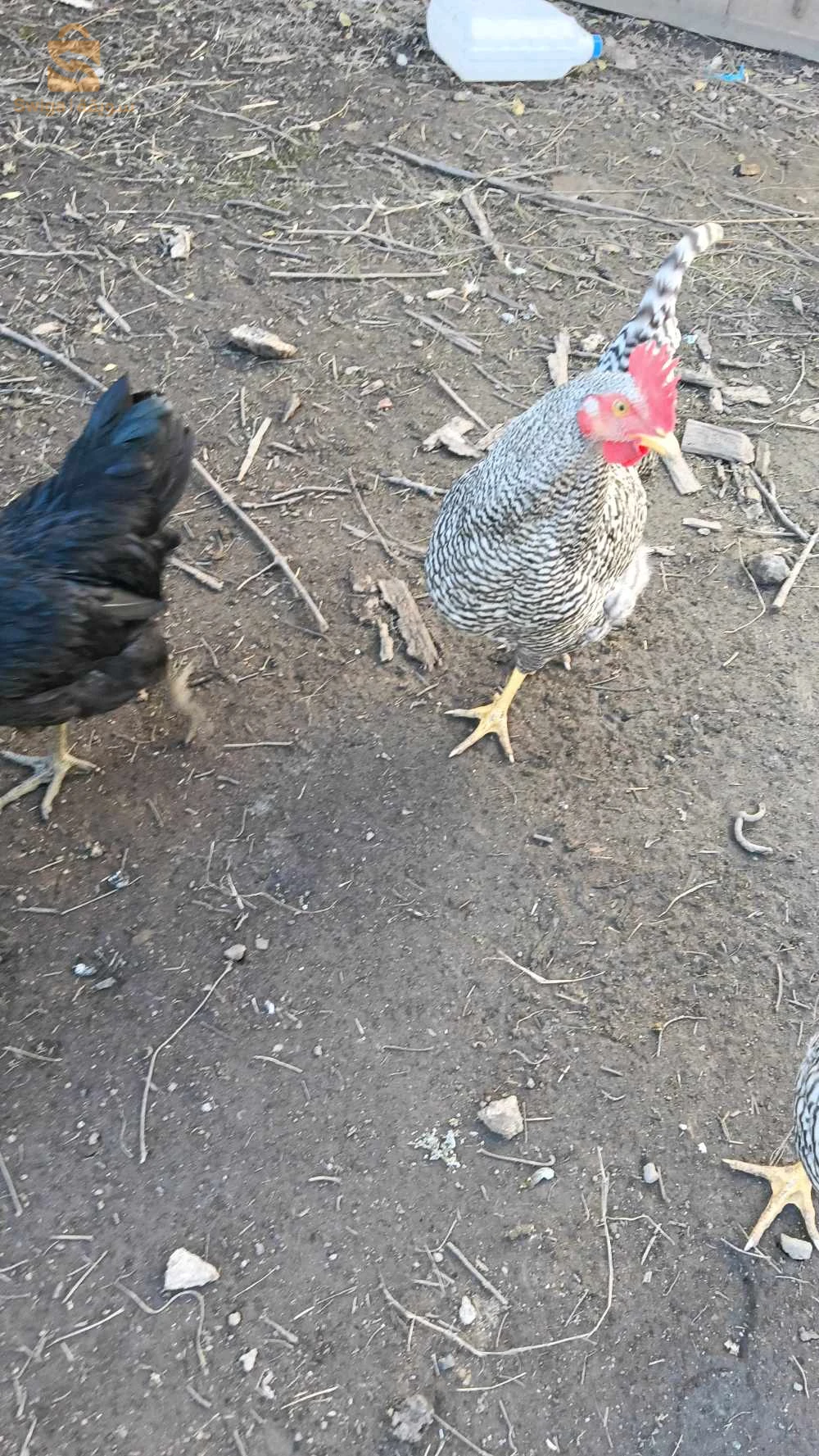 دجاج عرب