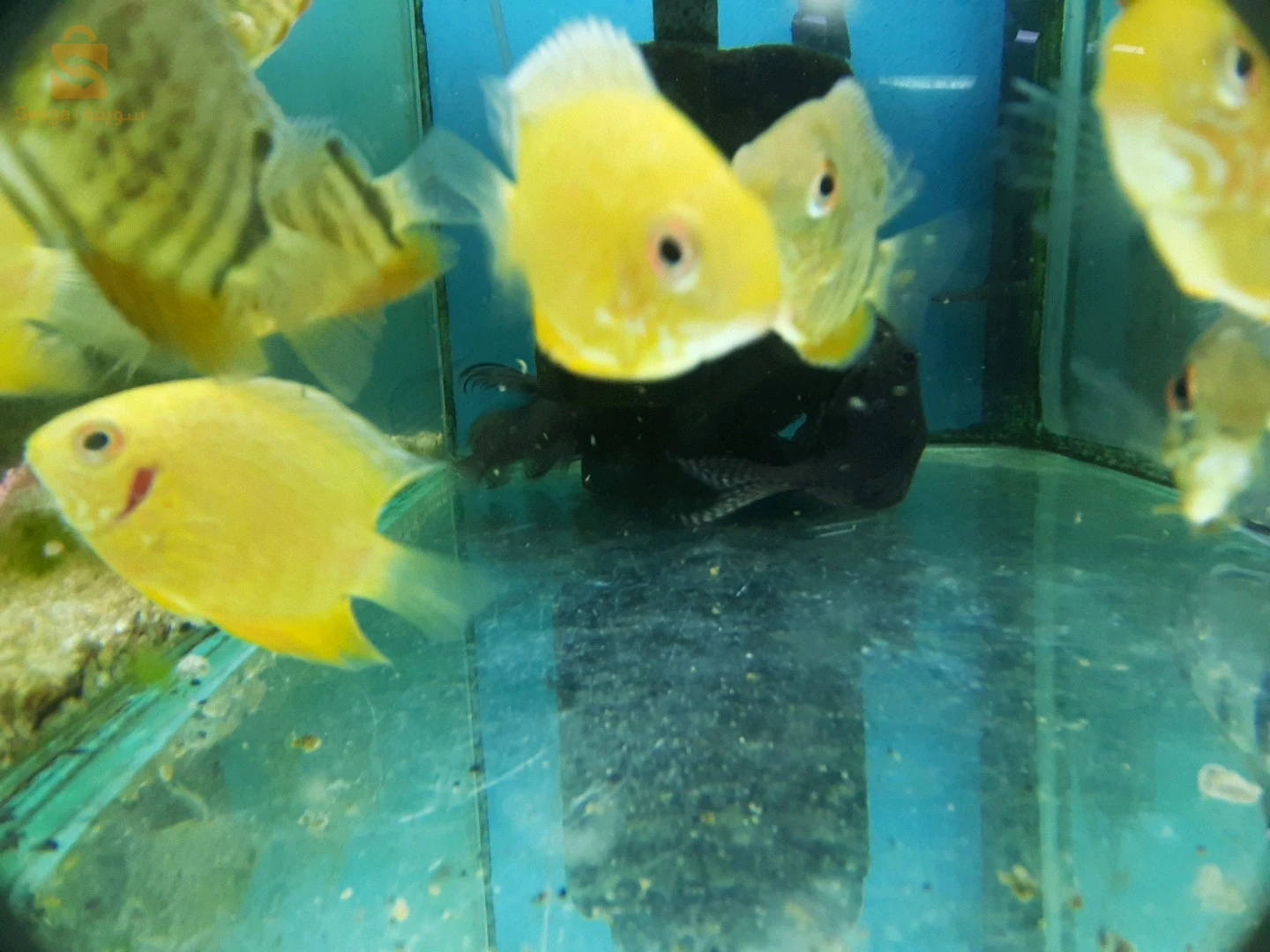 entretien général de vos Aquarium, Poissons, équipements et accessoires