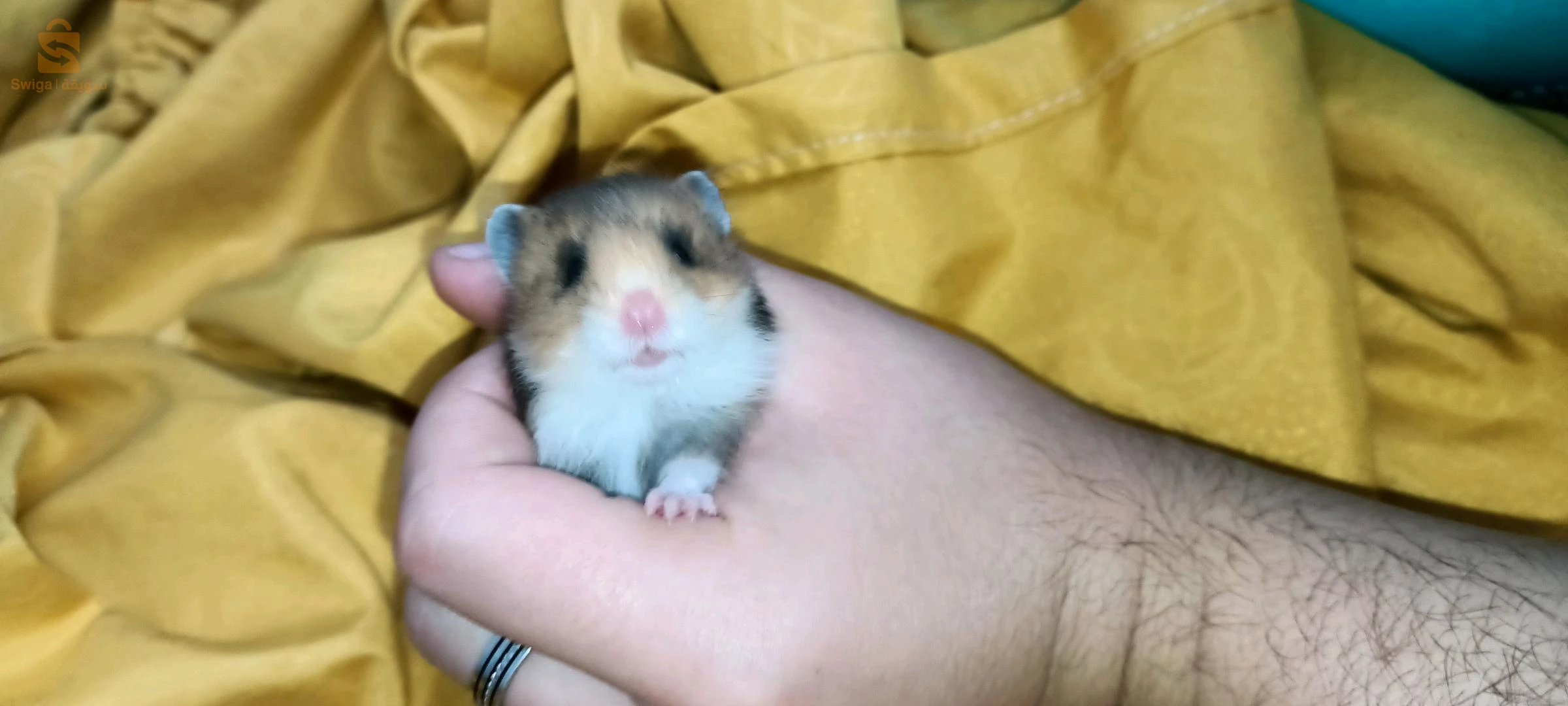 hamster syrien à poil long