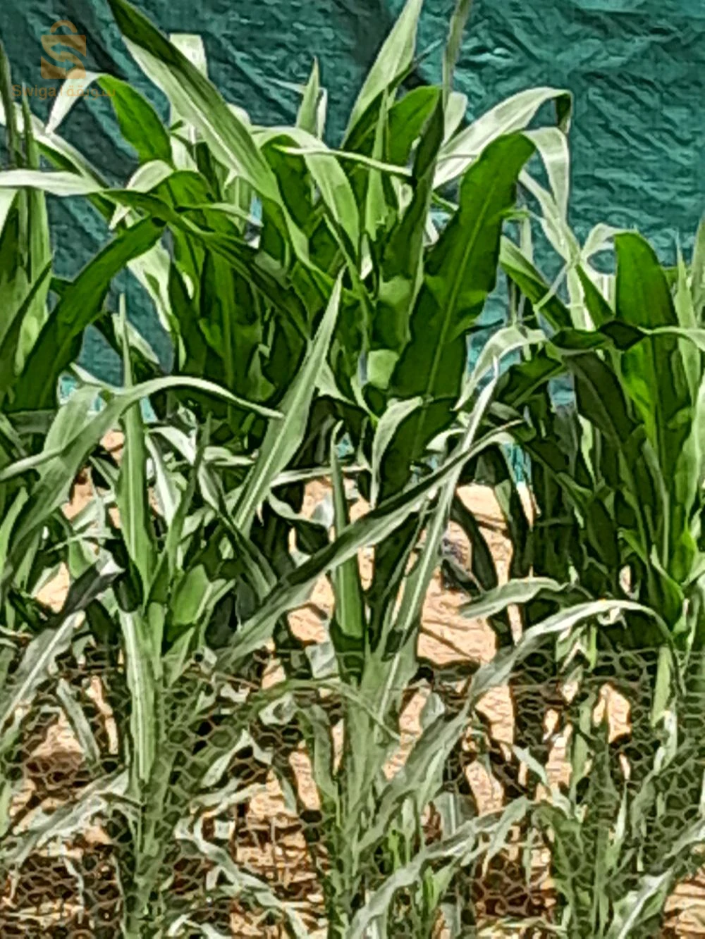 50 هكتار عقد امتاز