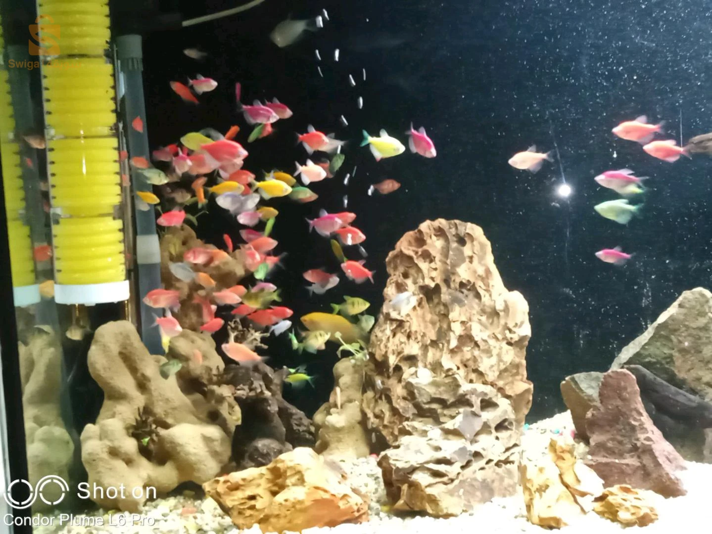 Service d'entretien et de nettoyage de vos précieux Aquarium et Poissons