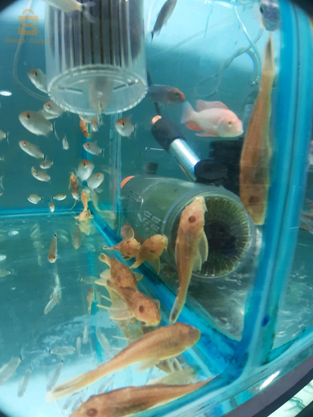 Poissons, Aquarium, équipements et accessoires disponible