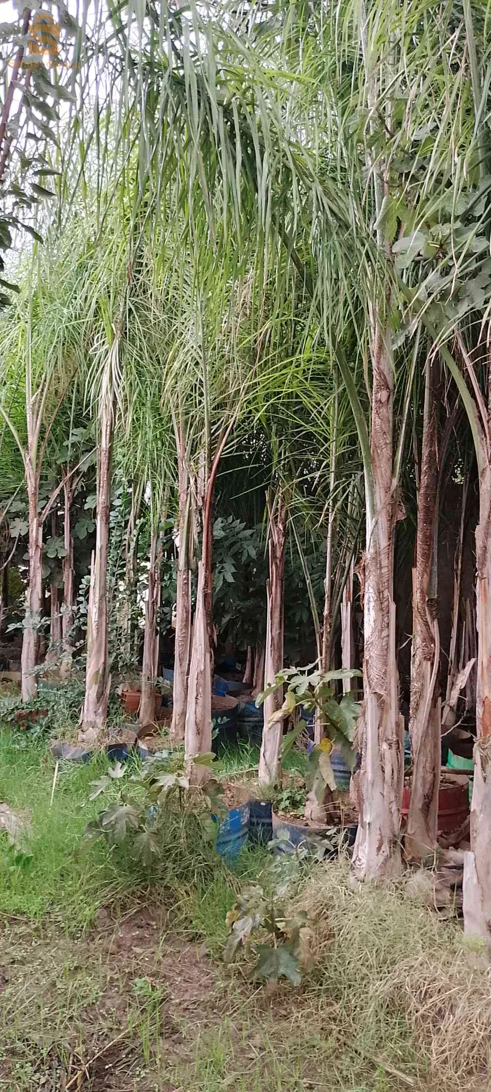 cocos