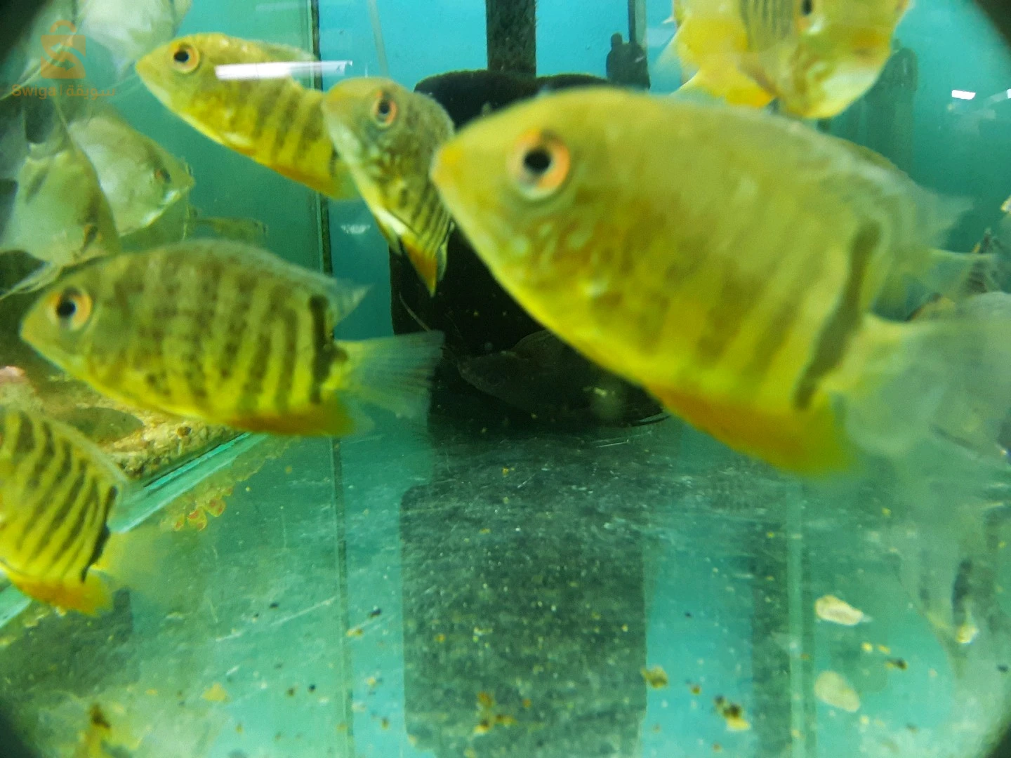 Poissons, Aquarium, équipements et accessoires disponible