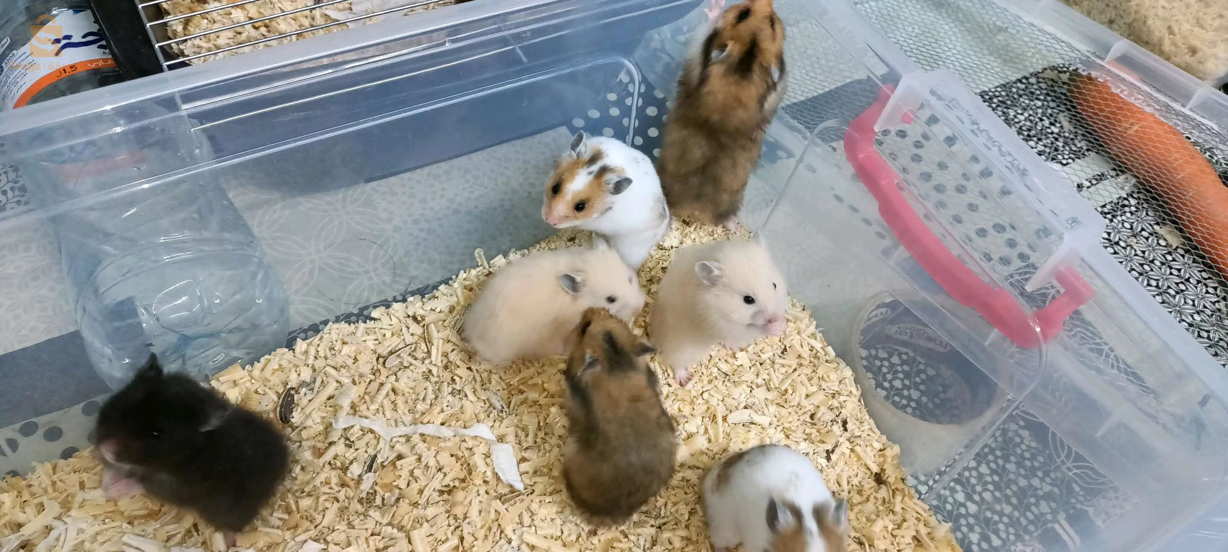 hamster syrien à poil long