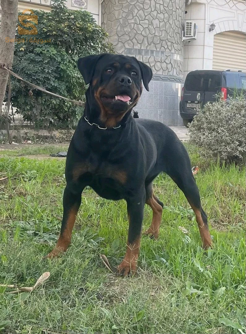 rottweiler Serbie