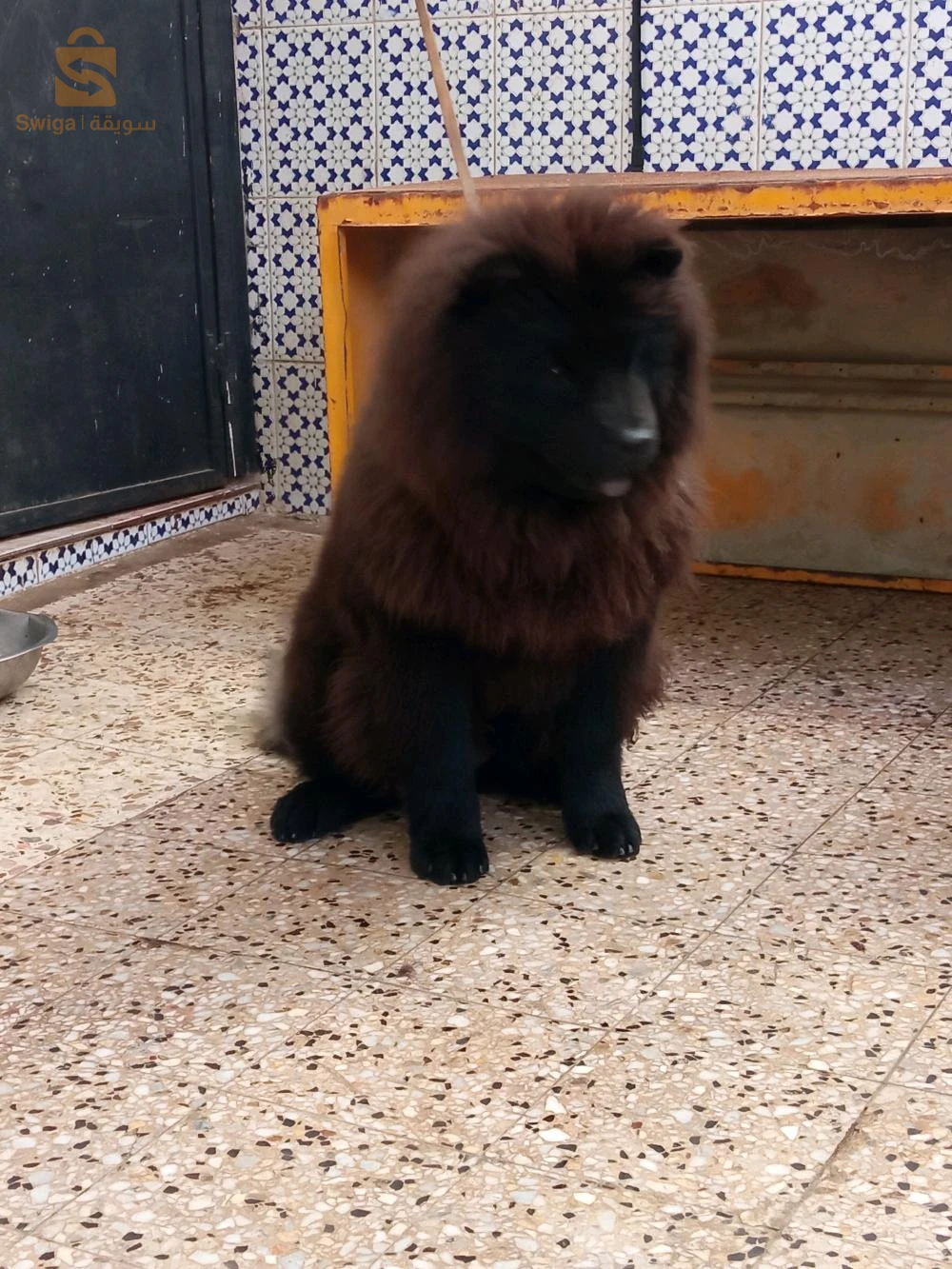 chow-chow