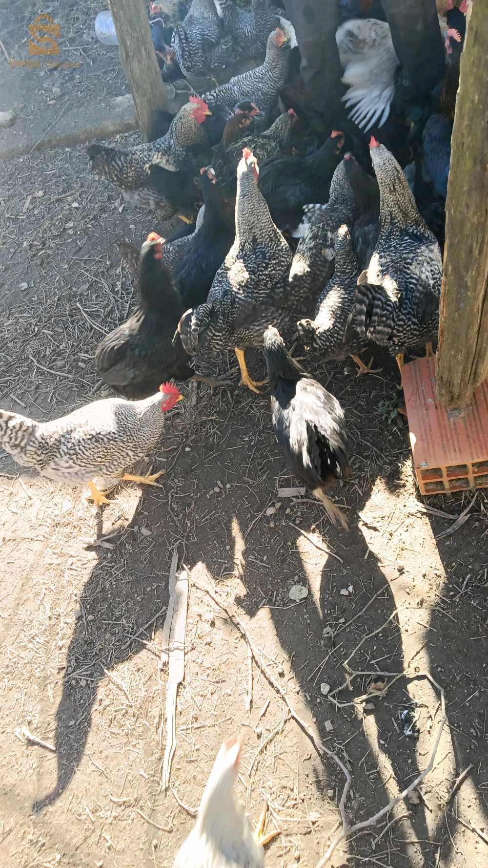 دجاج عرب