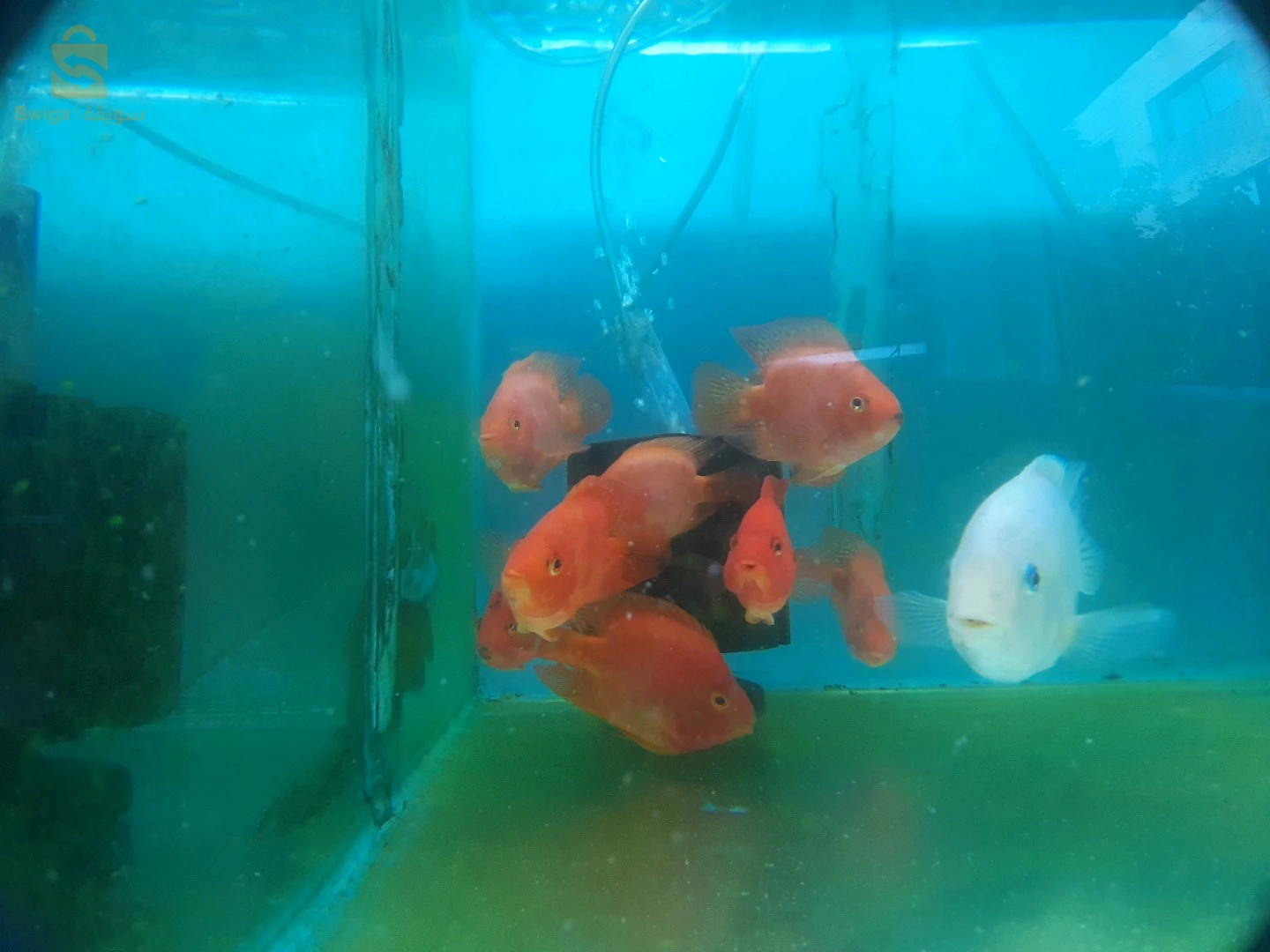 Poissons, Aquarium, équipements et accessoires disponible