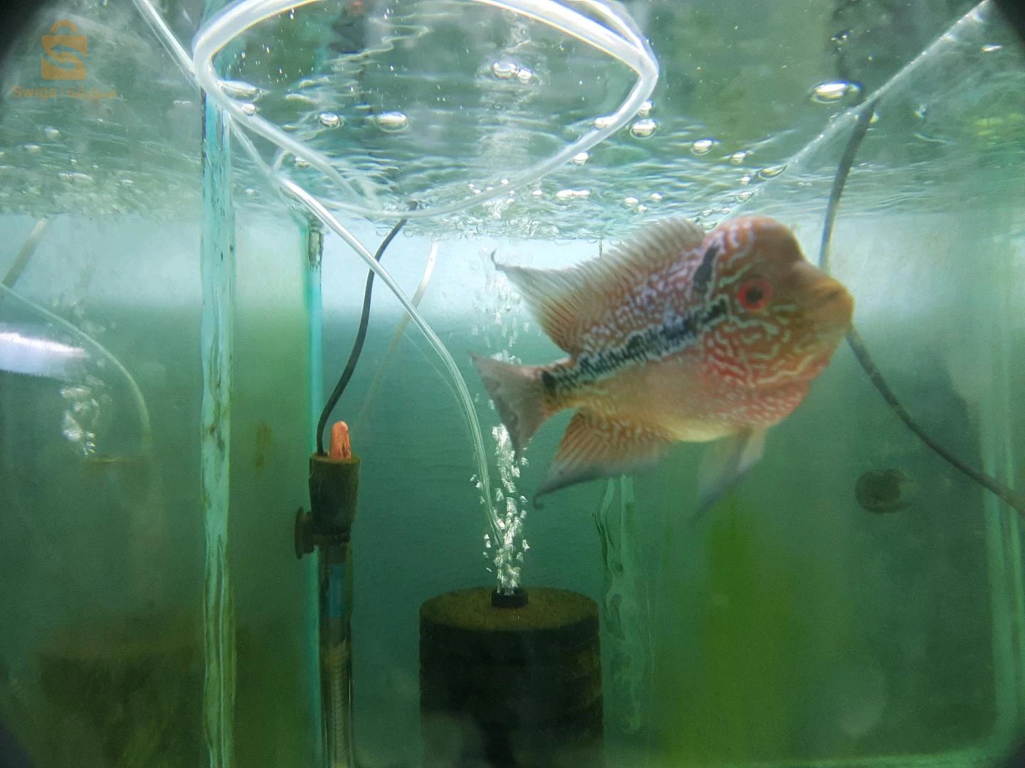entretien général de vos Aquarium, Poissons, équipements et accessoires