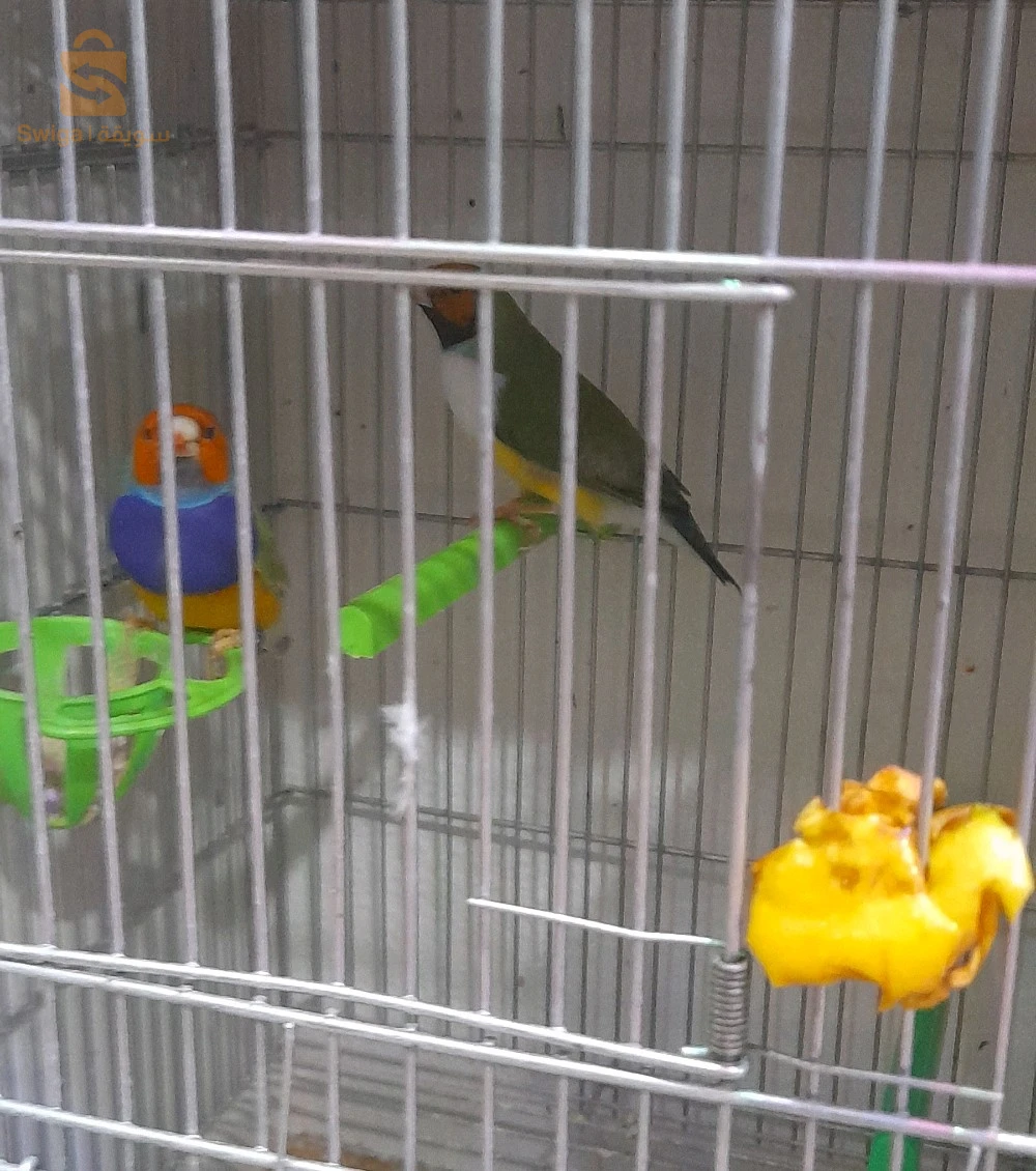 3كوبل قولدن فينيش واجدين