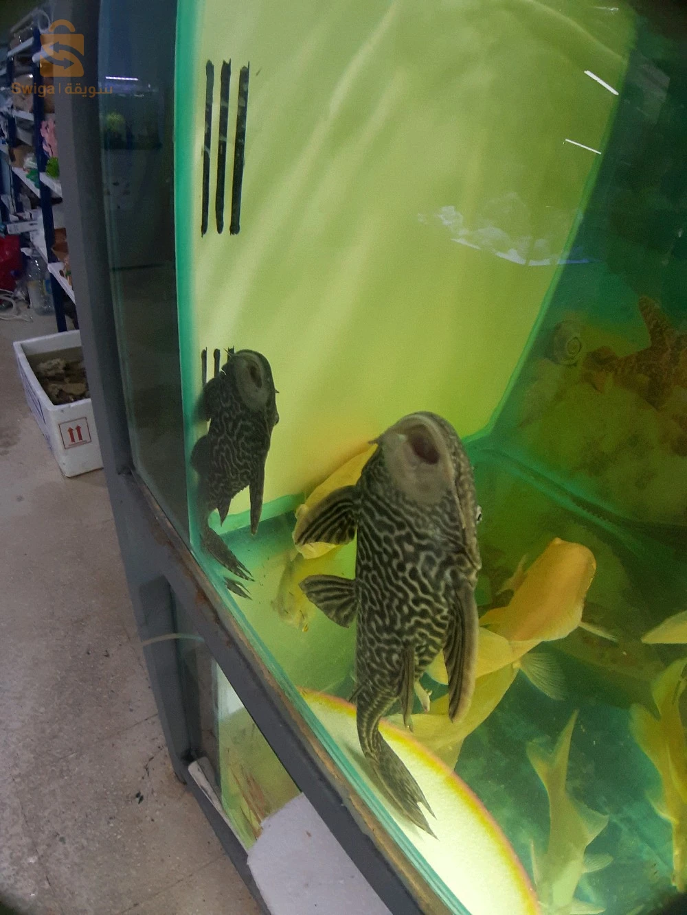 entretien général de vos Aquarium, Poissons, équipements et accessoires