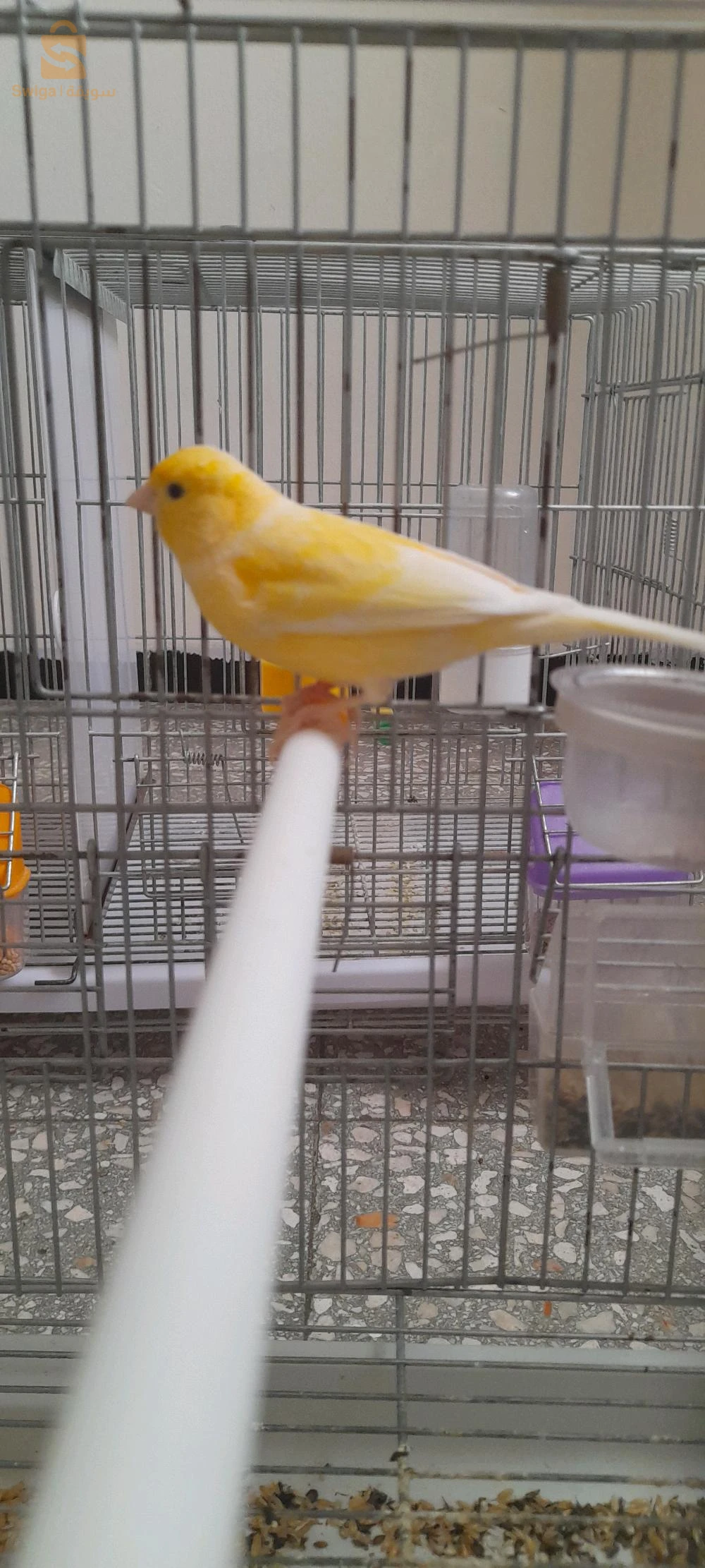 كوبلا واجدا  سطيف