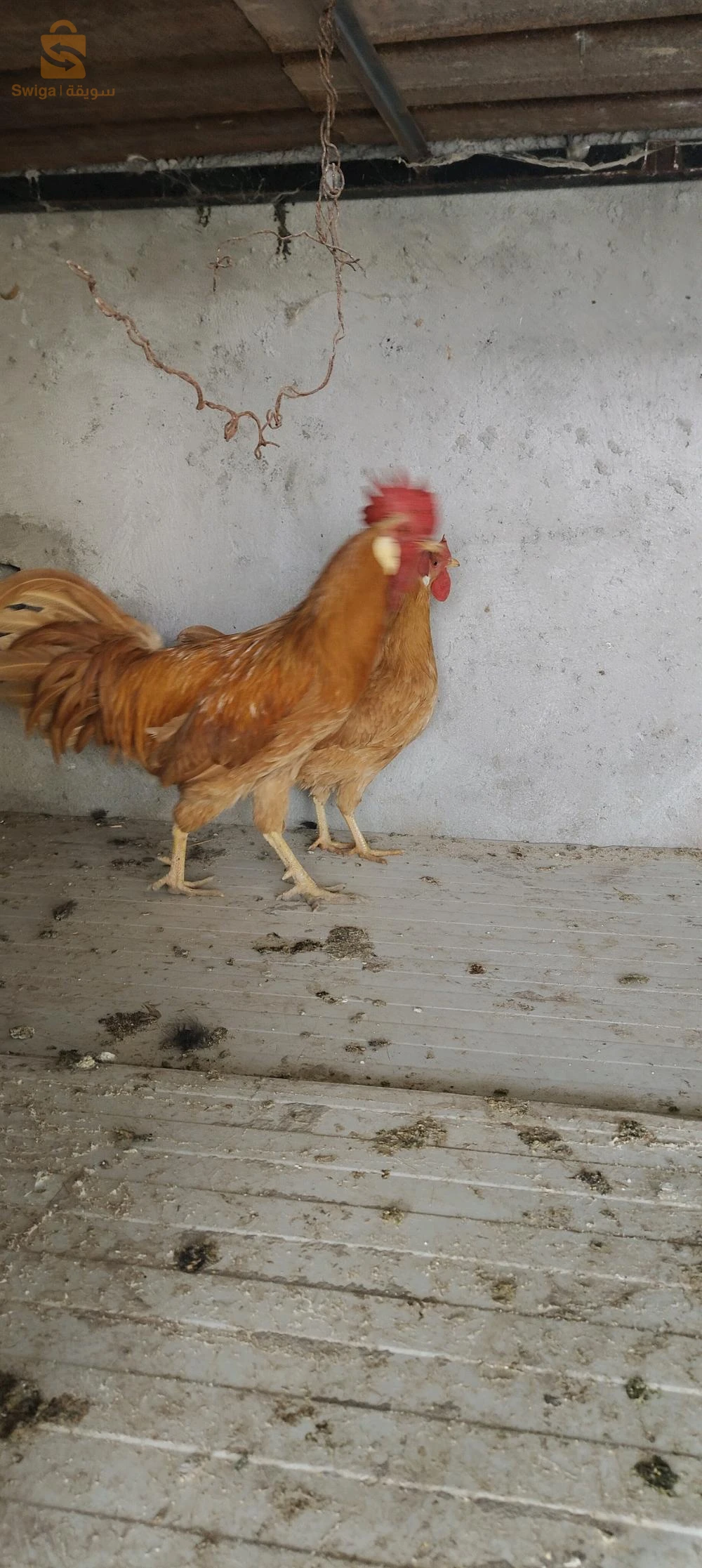 كوبلا ليجهورن فوف