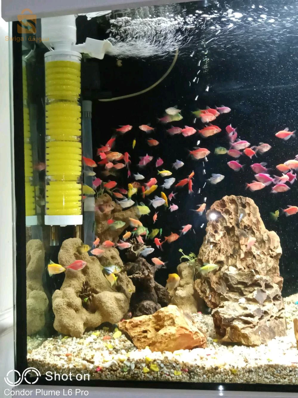 entretien général de vos Aquarium, Poissons, équipements et accessoires