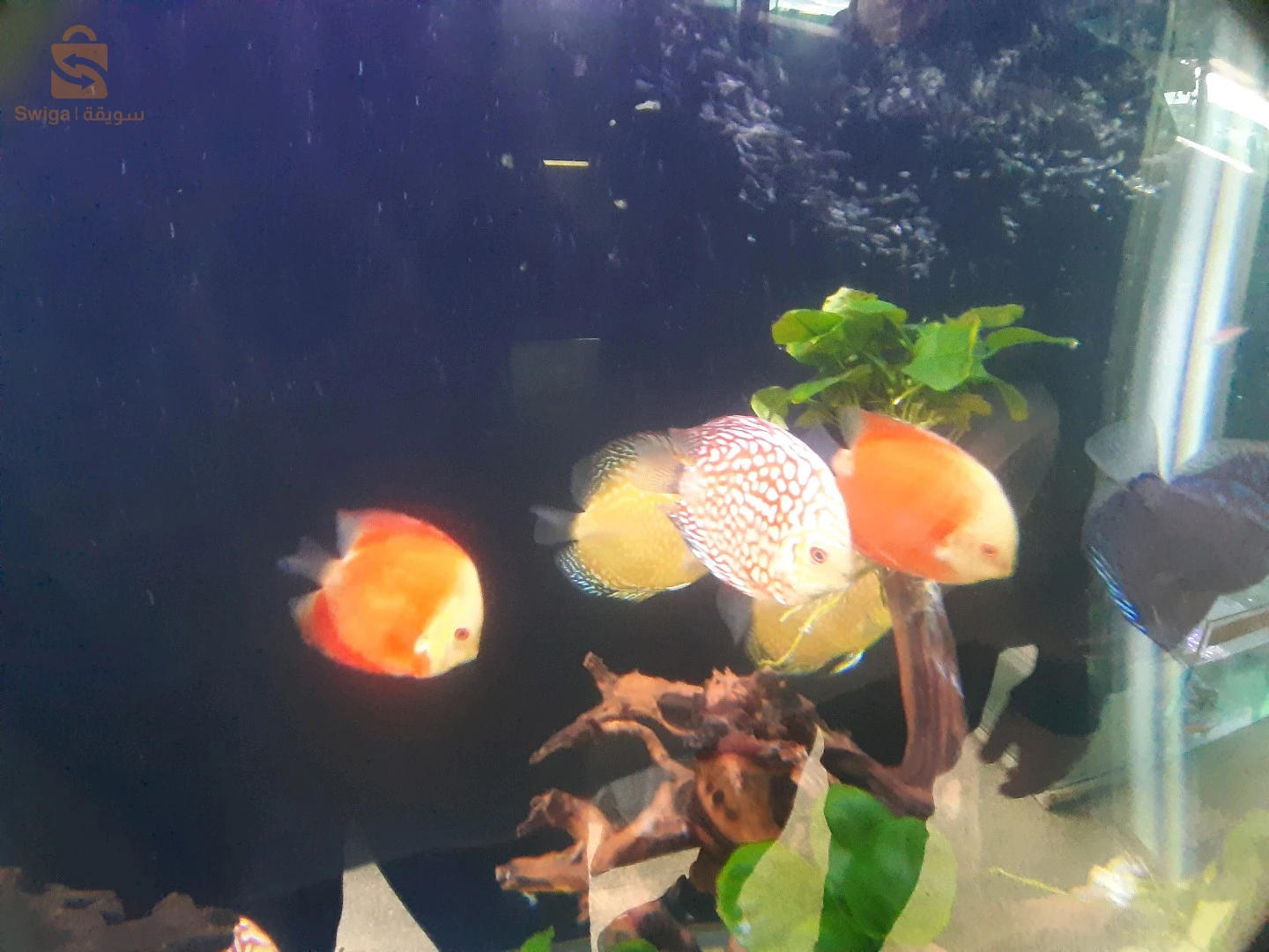 Service d'entretien et de nettoyage de vos précieux Aquarium et Poissons