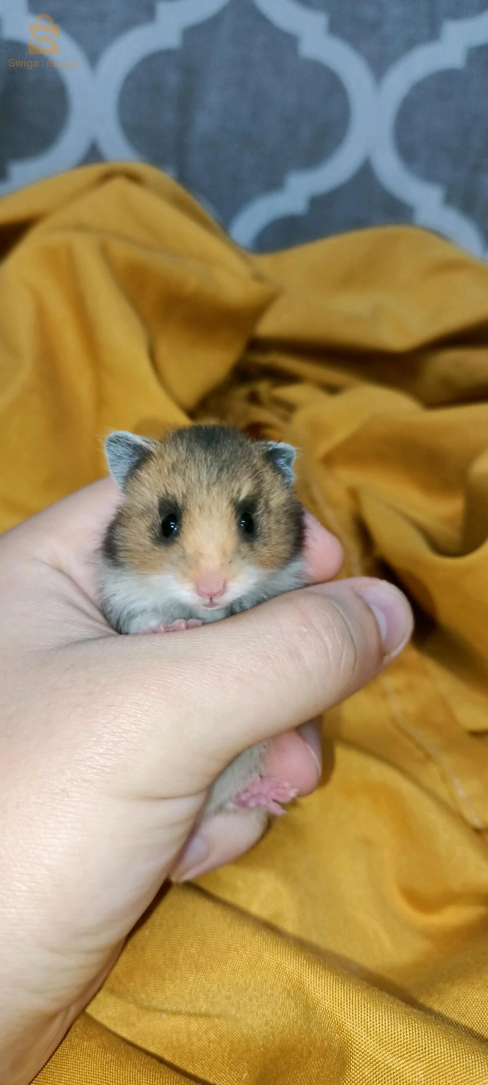 hamster syrien à poil long