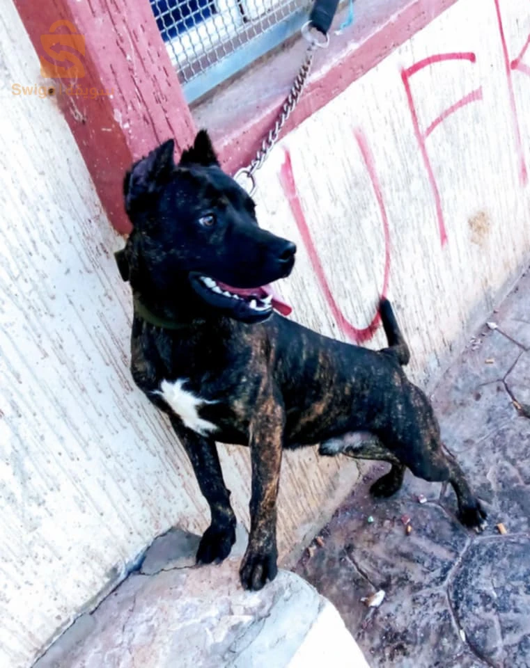 كلب سطاف مع بيتبول الله يبارك