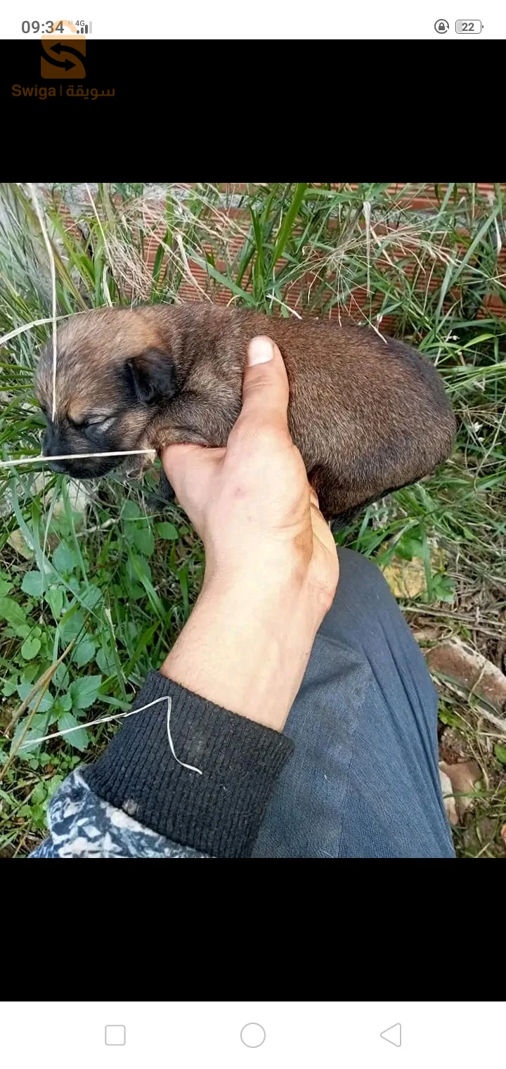 كلاب ملينوا