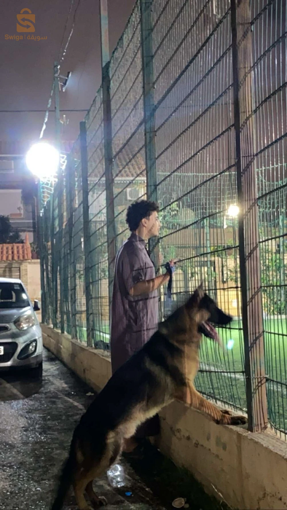 بارجي (جيرمن شيبرد)