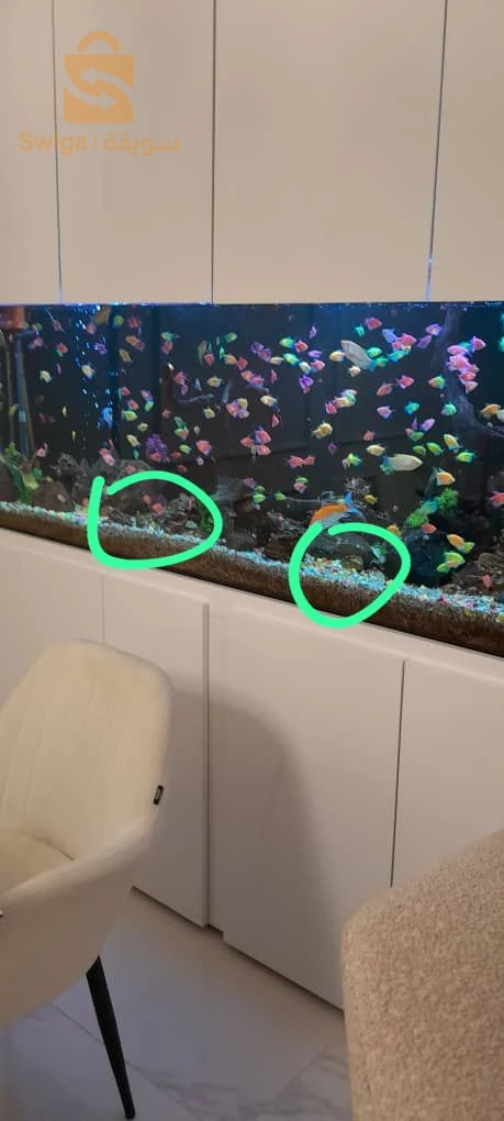 Poissons, Aquarium, équipements et accessoires disponible