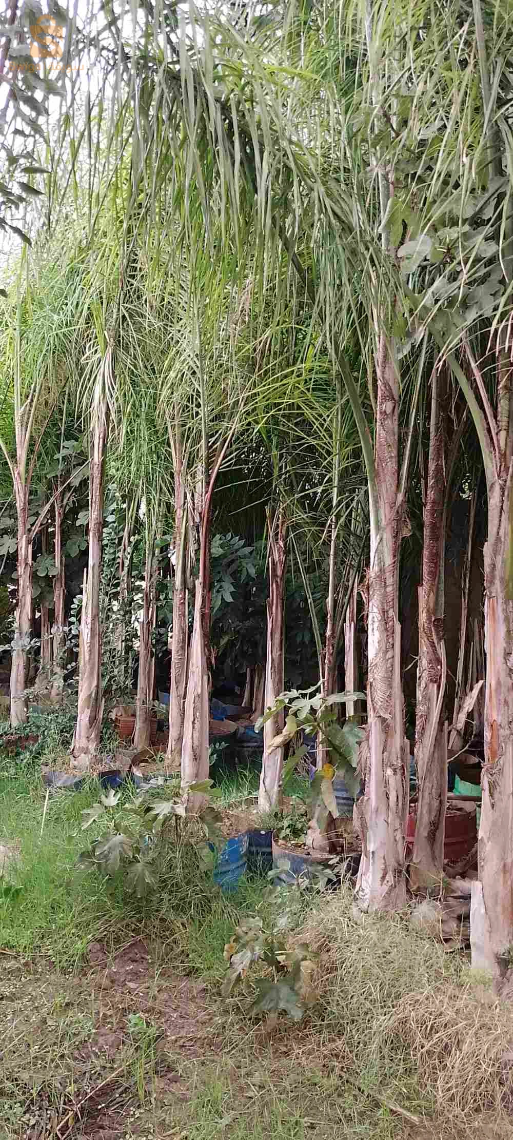 cocos
