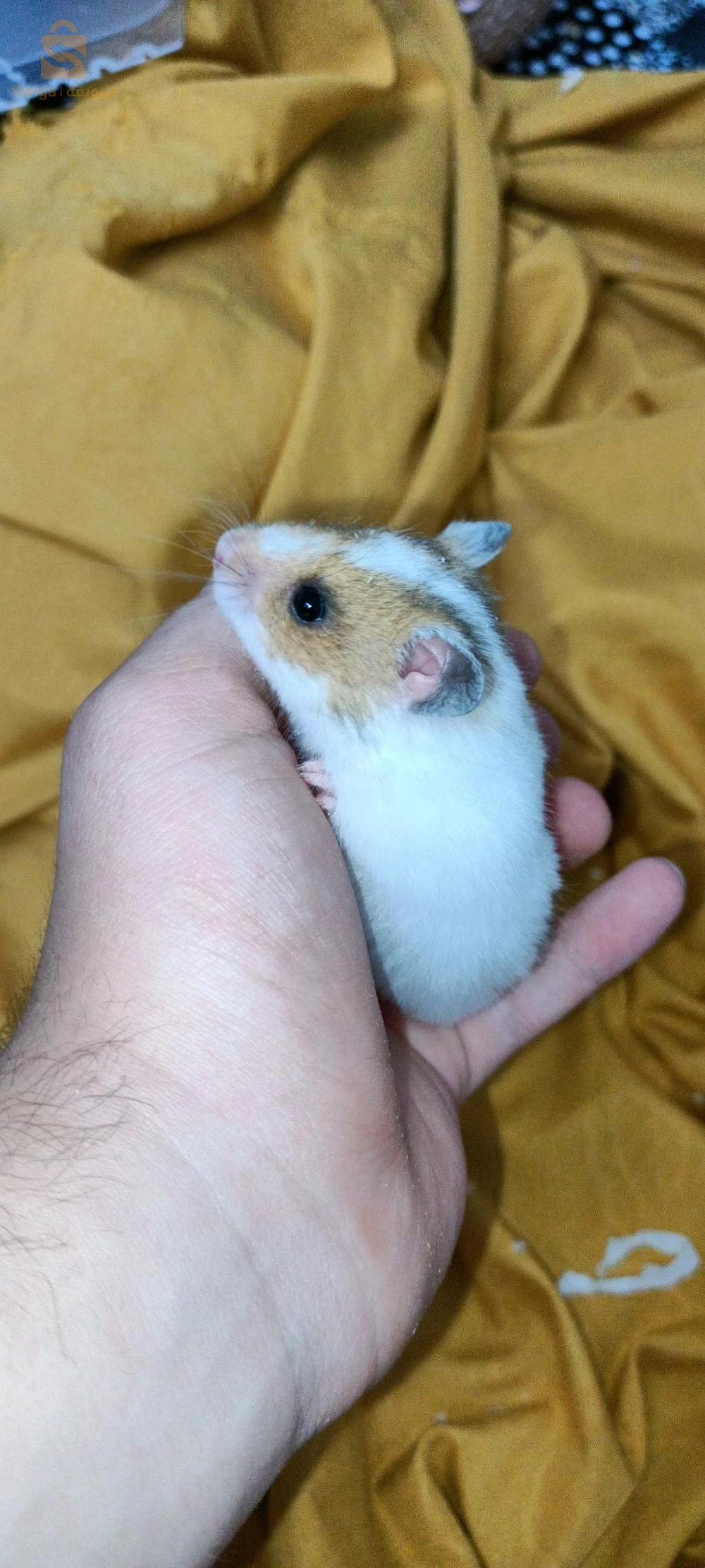 hamster syrien à poil long