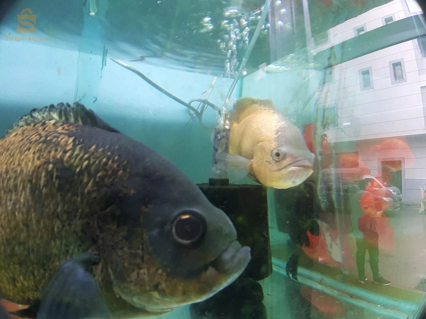 Service d'entretien et de nettoyage de vos précieux Aquarium et Poissons