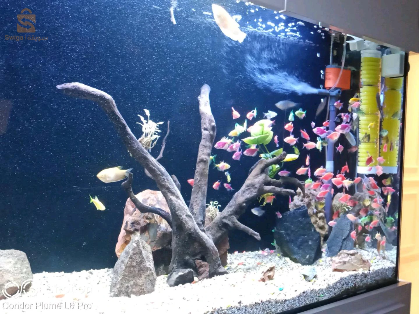 Service d'entretien et de nettoyage de vos précieux Aquarium et Poissons