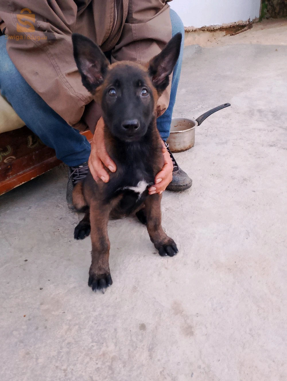 Femala malinwa 3moi llbi3 makan bejaia souma 30000 
Nimre 0776099669