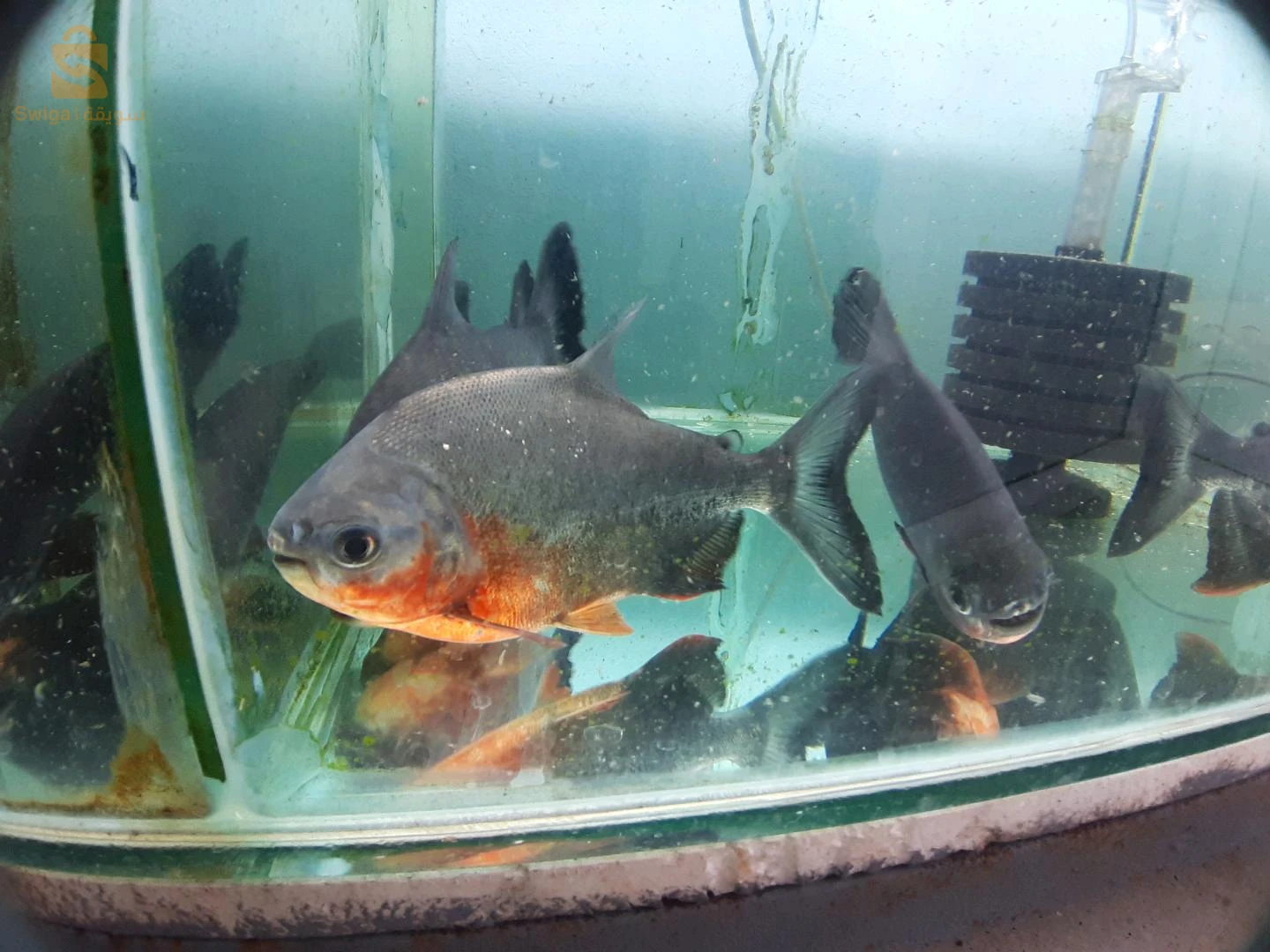 Service d'entretien et de nettoyage de vos précieux Aquarium et Poissons