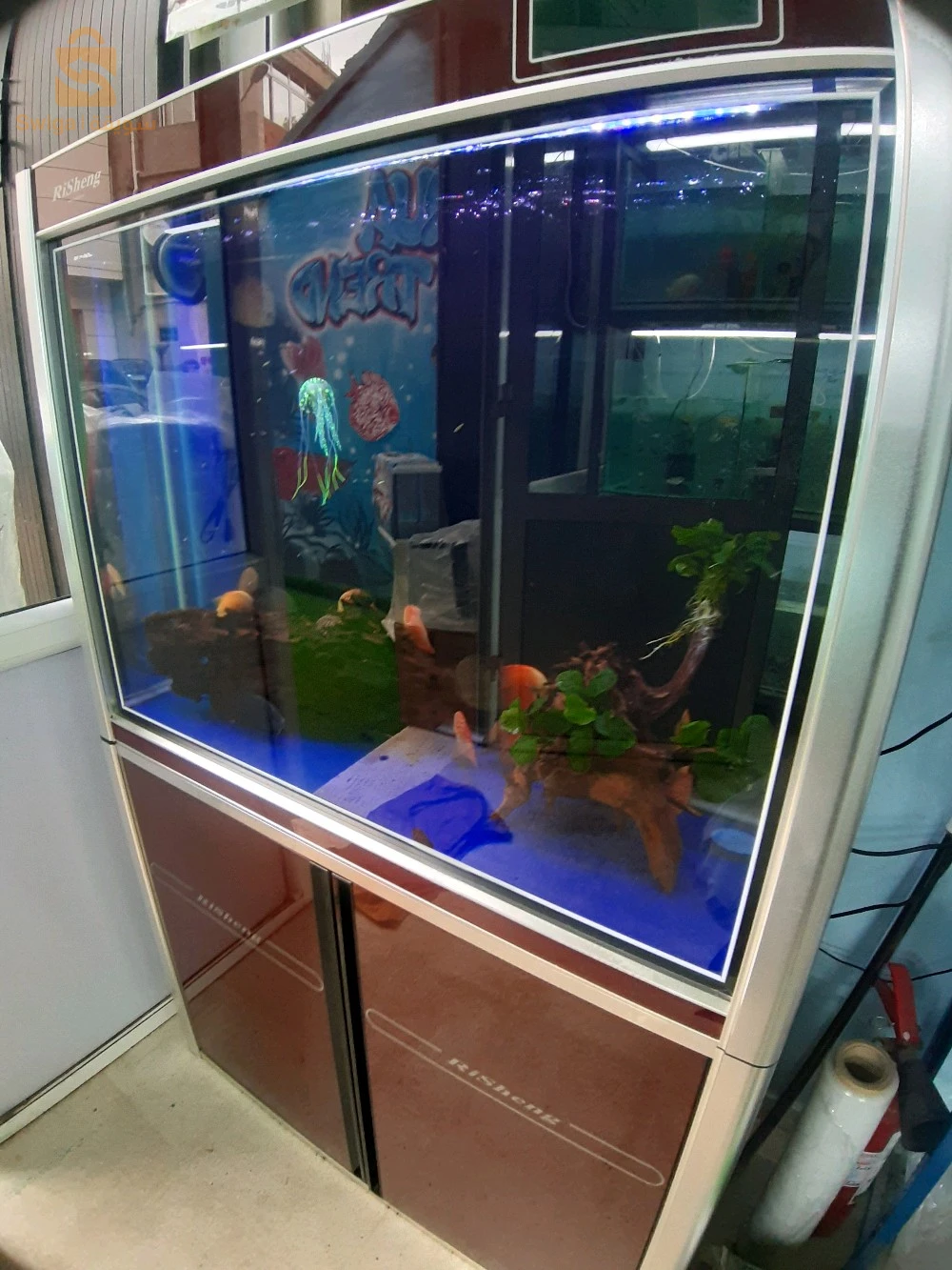 Service d'entretien et de nettoyage de vos précieux Aquarium et Poissons