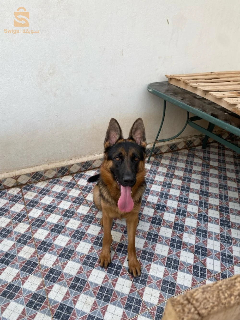 بارجي (جيرمن شيبرد)