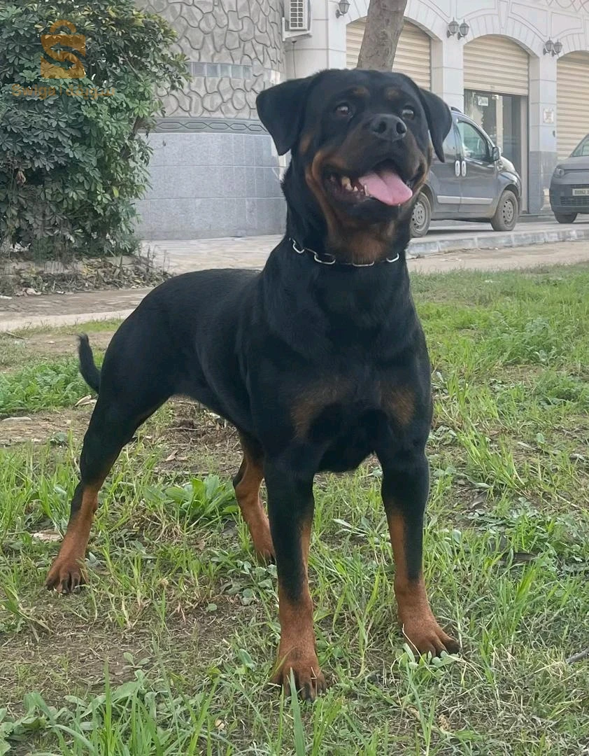 rottweiler Serbie