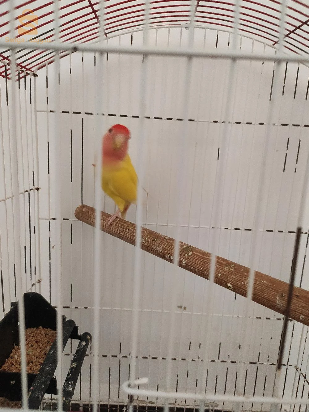 salam alikome rose inséparables les yeux roge