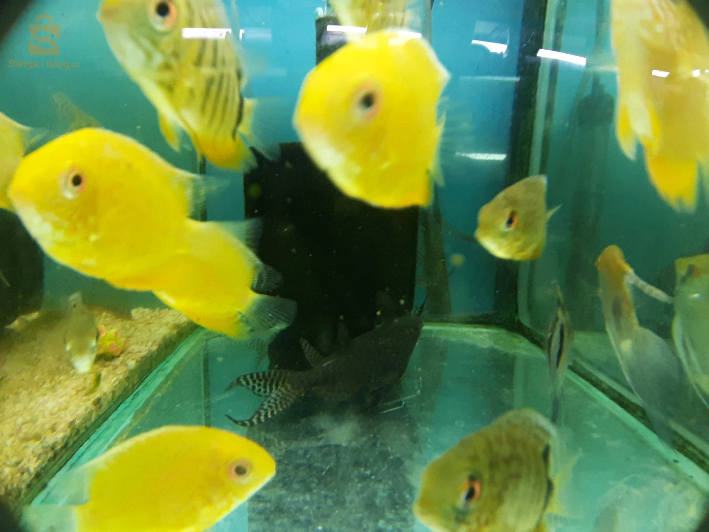 Poissons, Aquarium, équipements et accessoires disponible