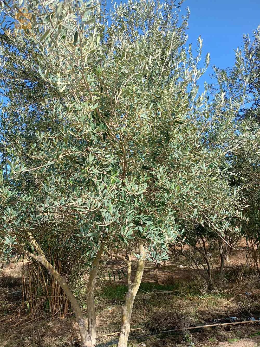 باتنة