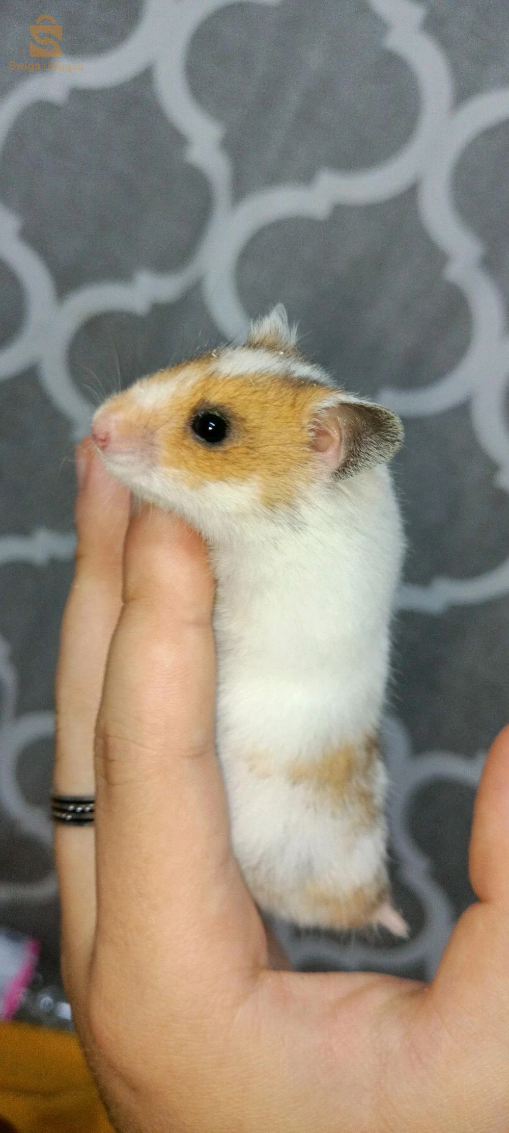 hamster syrien à poil long