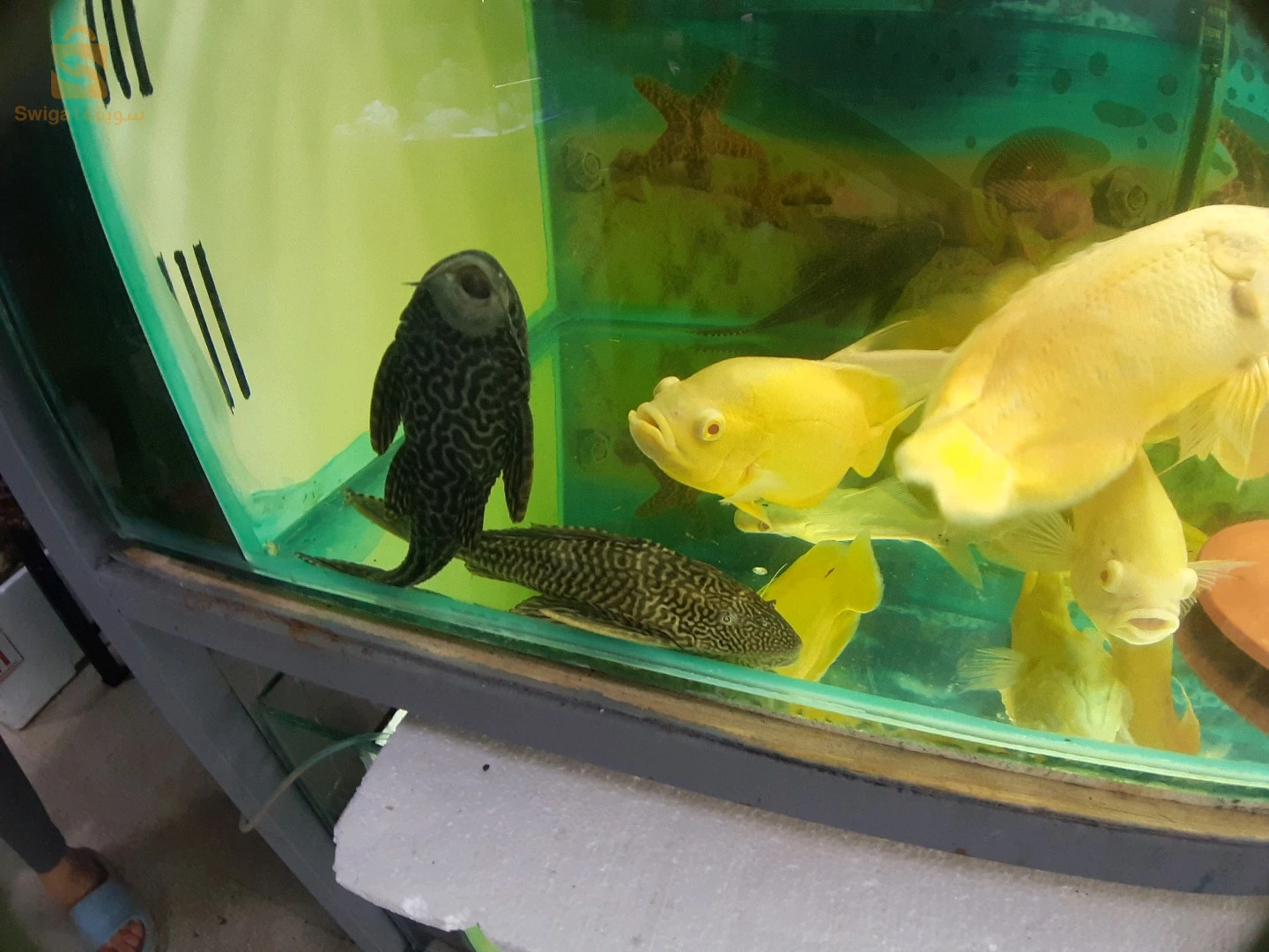 Service d'entretien et de nettoyage de vos précieux Aquarium et Poissons