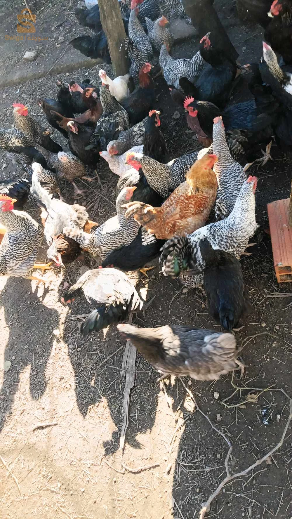 دجاج عرب