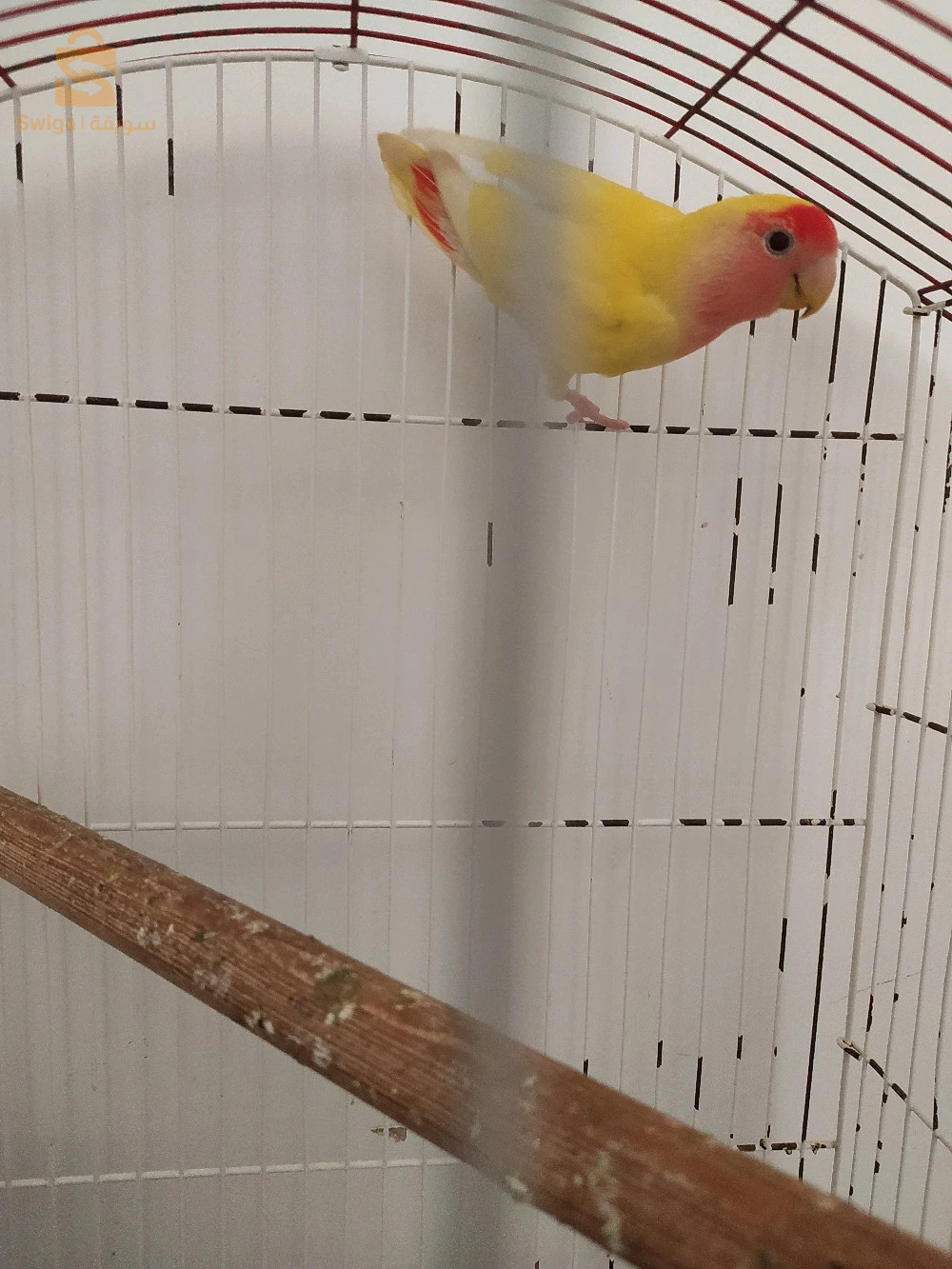 salam alikome rose inséparables les yeux roge